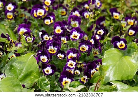 One Pansy Viola Wittrockiana Flower, type Matrix White Purple Wing, closeup