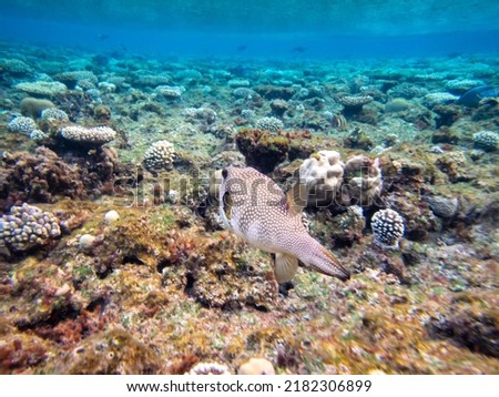 Underwater beauty of the coral reef in the Red Sea, Egypt, Hurghada