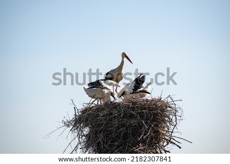 A white stork (Ciconia ciconia) is sitting with nestlings (stork kids) in the nest in the village (country, countryside) in summer
