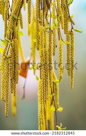 spring birch blooms catkins hanging from the branches