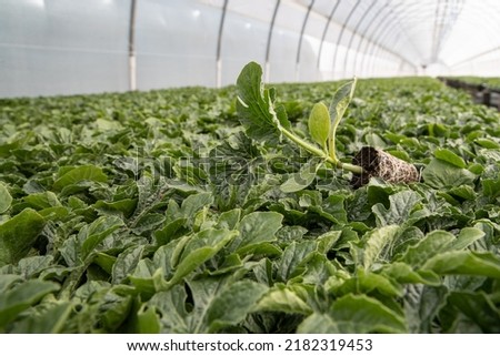 seedlings in greenhouse. green plantation