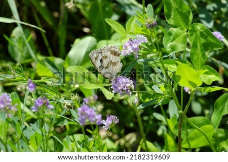 A pale, small butterfly pollinating a clover flower. Selective focus.
