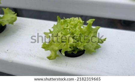 Butterhead leaves hydrophonic organic salad green grown aquaponically. Royalty-Free Stock Photo #2182319665