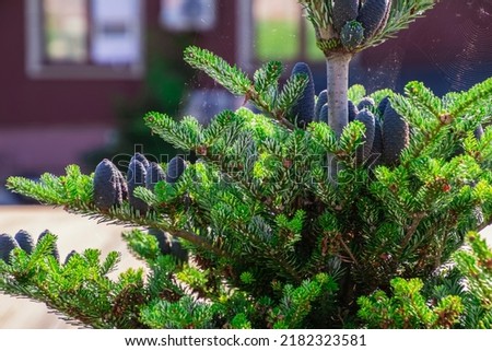 Korean white fir silverlock with blue cones in web. Abies Korea fir branch with young blue lumps. Selective focus. Nature ecology concept, copy space for text. greenery, accomplishment concept Royalty-Free Stock Photo #2182323581