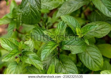 Aromatic, fresh peppermint (Mentha x piperitaon) under natural growth conditions. Mint leaves. Food, perfumery, medicine. Mentha piperata f. Citrata Chocolate  Royalty-Free Stock Photo #2182325535