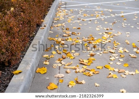 Autumn. Fallen leaves. road sity