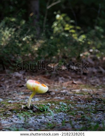 Beautiful picture of forest mushroom. Gathering mushrooms. Mushrooms photo, forest photo, forest backgroundPhoto