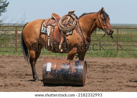 Brown horse under western tack standing in a dirt arena next to a rusted metal barrel.