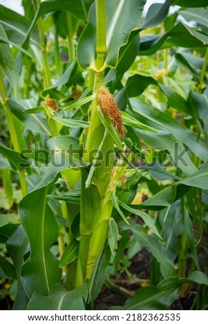 corn growing in the garden