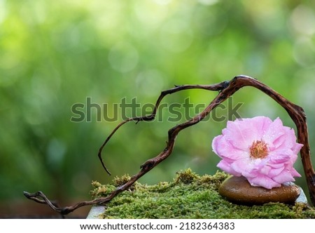 Pink damask rose on nature background.