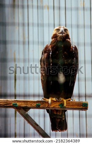 eagle in a zoo in a cage photo in full face