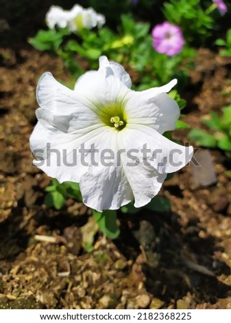The white color means purity, but this flower has a different meaning