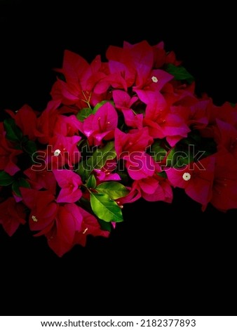 Picture of Bougainvillea Flower on Dark Background