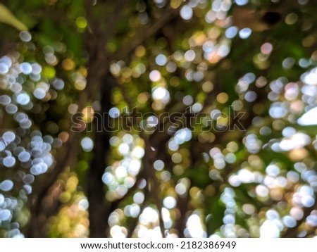 the beauty  of the bokeh blur circles produced by the light between the green leaves and branches