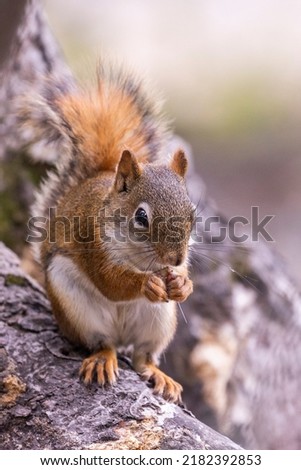 American red squirrel (Tamiasciurus hudsonicus) 