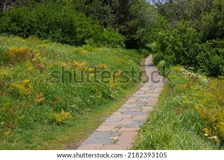 Rocky pathway through the forest