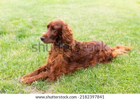 Beautiful happy Irish Setter dog is lying in grass on a beautiful summer day. Copy space. Full length body size photo