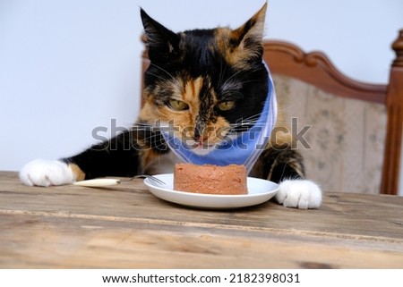 portrait of disgruntled brown tricolor adult domestic cat eating delicious food from white plate at wooden vintage table, well breast blue napkin, pet health and appetite concept, care and feeding