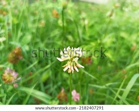 Trifolium repens, the white clover (also known as Dutch clover, Ladino clover, or Ladino). Floral desktop background. Trifolium stoloniferum, the running buffalo clover Royalty-Free Stock Photo #2182407291