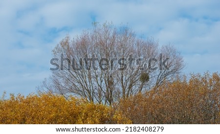 Tree branches without foliage and shrubs with yellow foliage. Autumn season. Web banner.