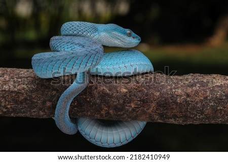 Blue Insularis (Trimeresurus insularis) is venomous pit vipers and endemic species in Indonesia.  Royalty-Free Stock Photo #2182410949