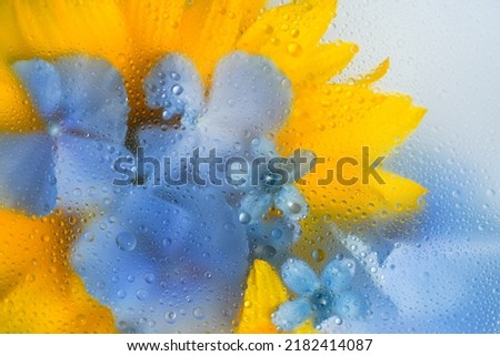 yellow and blue flower with water drops