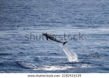happy striped dolphin juming outside the sea at sunset