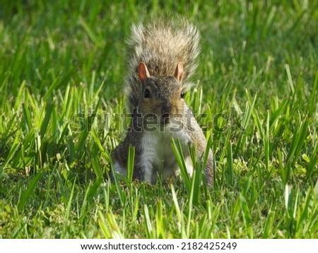 A playful gray squirrel sitting in the cool grass, in the shade, on a hot summer day in Cecil county, Maryland.