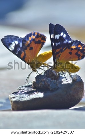 two beautiful butterflies fly on the stone