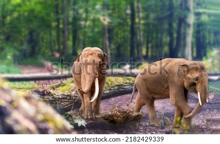 Two Asian elephant Elephas maximus with full grown tusk, also called Asiatic elephant in the forest, living species of the genus Elephas and is distributed throughout the Indian subcontinent Royalty-Free Stock Photo #2182429339