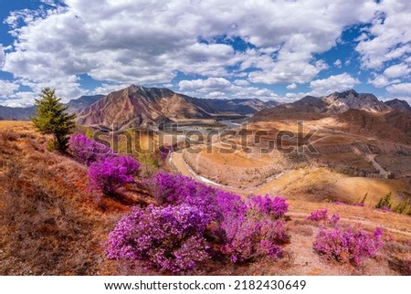 Drone aerial view Chuysky tract Altai Siberia Russia. Beautiful spring mountains blooming pink maralnik wild rosemary. Royalty-Free Stock Photo #2182430649
