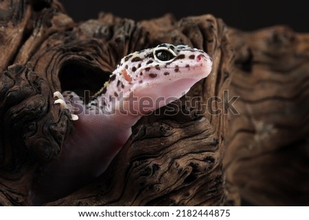 leopard gecko lizard on wood with black background, eublepharis macularius