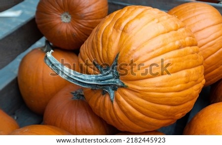 Ripe pumpkin close-up. Harvesting of agricultural produce. Autumn picture with a pumpkin isolated. Autumn concept.
