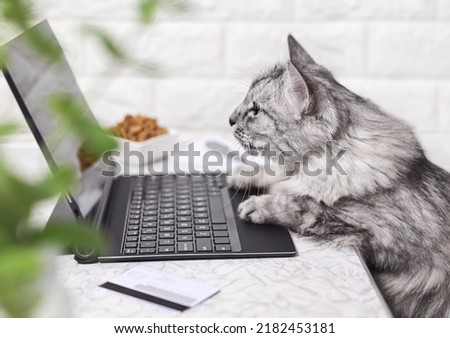 A gray cat works on a laptop, looks at the monitor. Paws on the keyboard, next to a credit card and dry cat food. The cat orders food online. Online shopping, work from home and freelance concept. Royalty-Free Stock Photo #2182453181