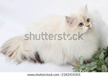 British longhair kitten of silver color on white background. Cute fluffy kitten with blue eyes. Pets at cozy home. Top down view web banner. Funny adorable pets cats. Postcard concept.