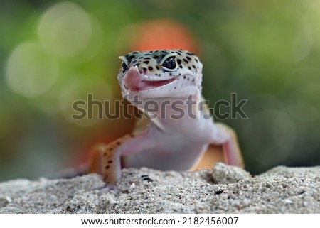 Baby leopard gecko lizard on sand, sticking his tongue out, eublepharis macularius