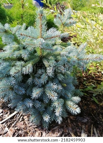a small blue american spruce Super blue Sidling on a flower bed with bark mulch Royalty-Free Stock Photo #2182459903