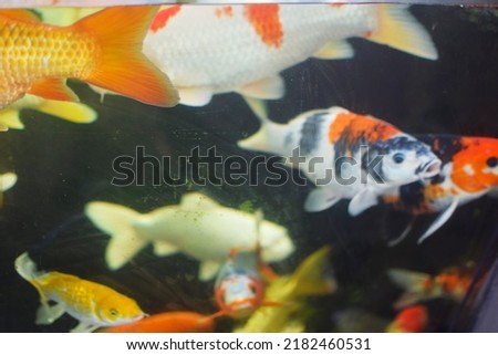 beautiful golden koi fish in aquarium