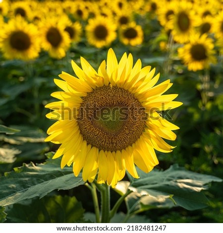 Sunflower field in Matthiessen State Park