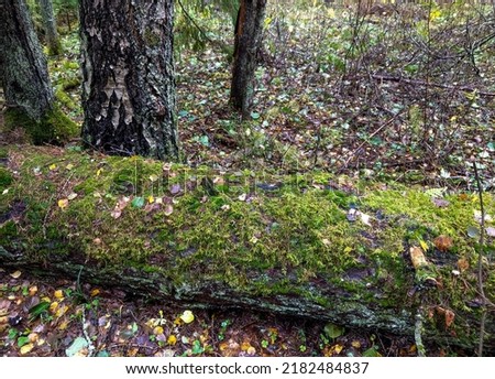A mossy log in the forest. Log in moss on mossy forest scene. Mossy log in mossy forest Royalty-Free Stock Photo #2182484837