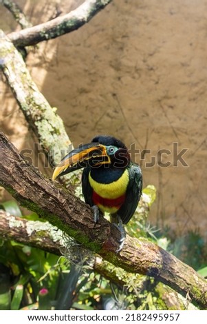 beautiful colorful toucan, exotic, showy plumage, outdoor nature, animal with imposing beak.