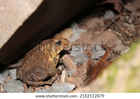 A small toad taking shelter under a rock. An amazing closeup showing his beautiful orange and brown tones.  Royalty-Free Stock Photo #2182512879