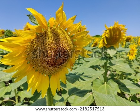 Yellow sunflowers. Field of sunflowers, rural landscape 