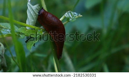 Slug on plant, close up                   