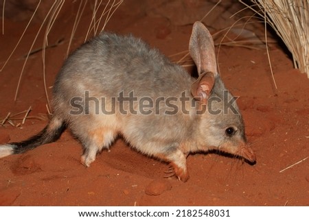 Greater Bilby on red soil Royalty-Free Stock Photo #2182548031