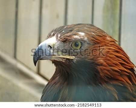 The golden eagle Aquila chrysaetos is the most widely distributed species of eagle. it belongs to the family Accipitridae. A majestic golden eagle looking around. Portrait, detail picture