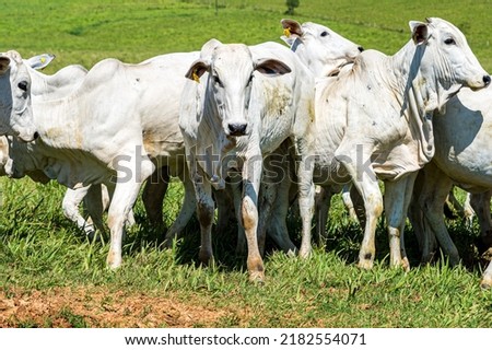 Animals walking in green pasture and blue sky