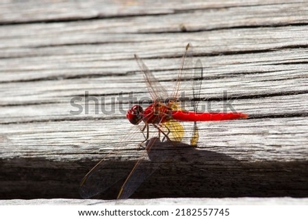 Red dragonflies, also known as Scarlet Percher dragonflies, or Jarloomboo to the Gooniyandi, announce the start of Moonnggoowarla the dry season and cold weather time usually autumn in  west Australia