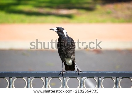 Intelligent black and white juvenile feathered Australian magpie (Cracticus tibicen) member of Corvidae family perched on a metal fence at Dalyellup Lakes, Western Australia in winter.