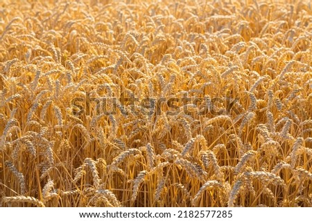 Wheatfield, wheat (Triticum aestivum), ripe ears of wheat, Saxony, Germany